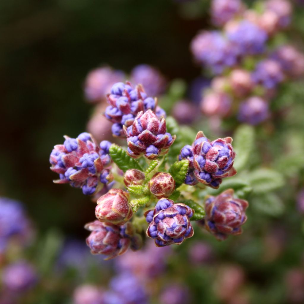 Céanothe impressus Puget Blue - Lilas de Californie
