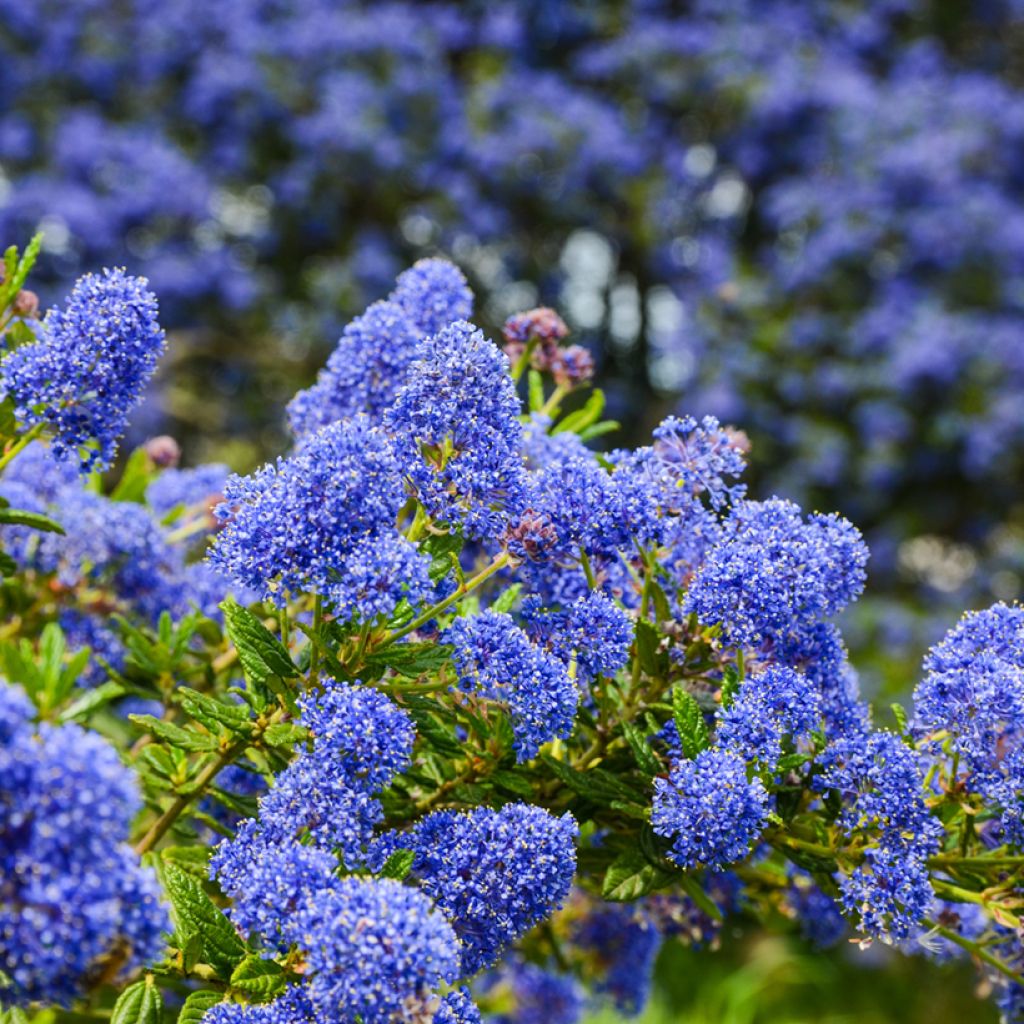 Ceanothus Dark Star - Lilas de Santa Barbara