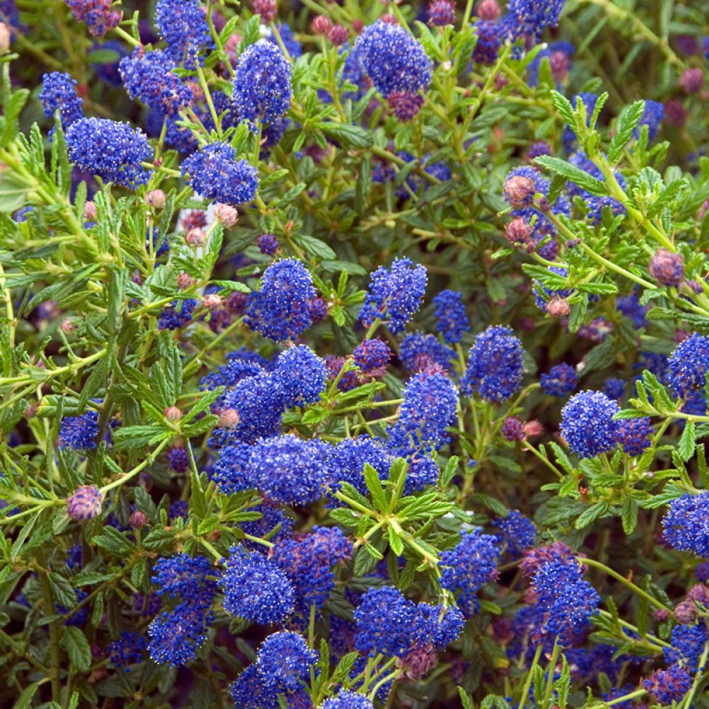 Ceanothus arboreus Concha - Lilas de Californie