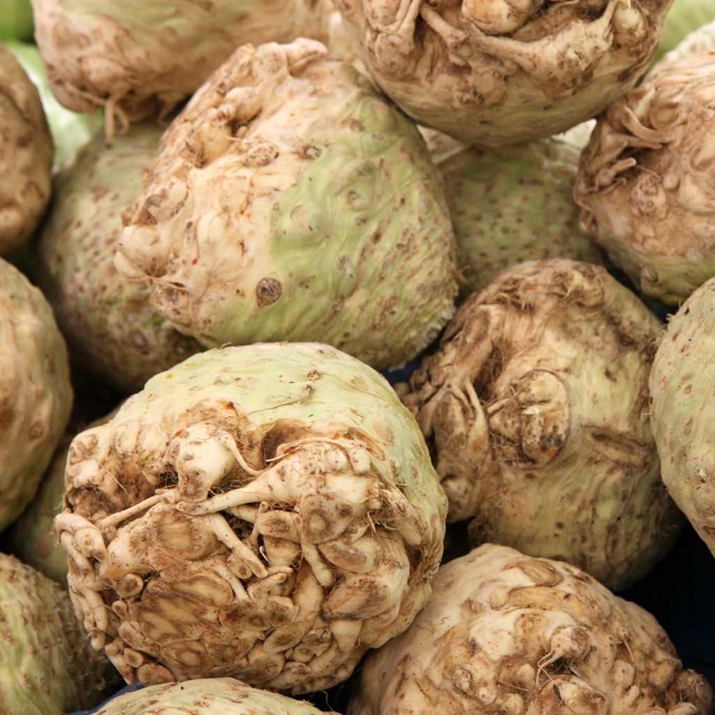 Céleri rave Monarch - Apium graveolens