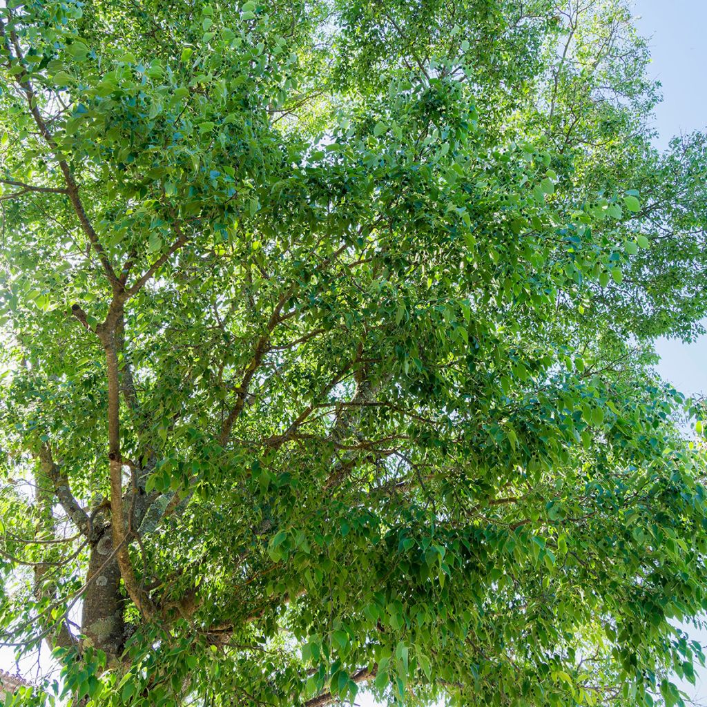 Graines de Micocoulier - Celtis australis