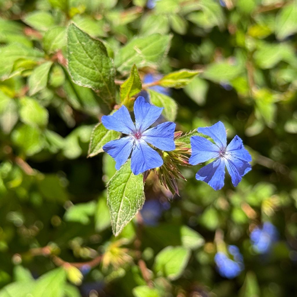 Ceratostigma plumbaginoides - Dentelaire
