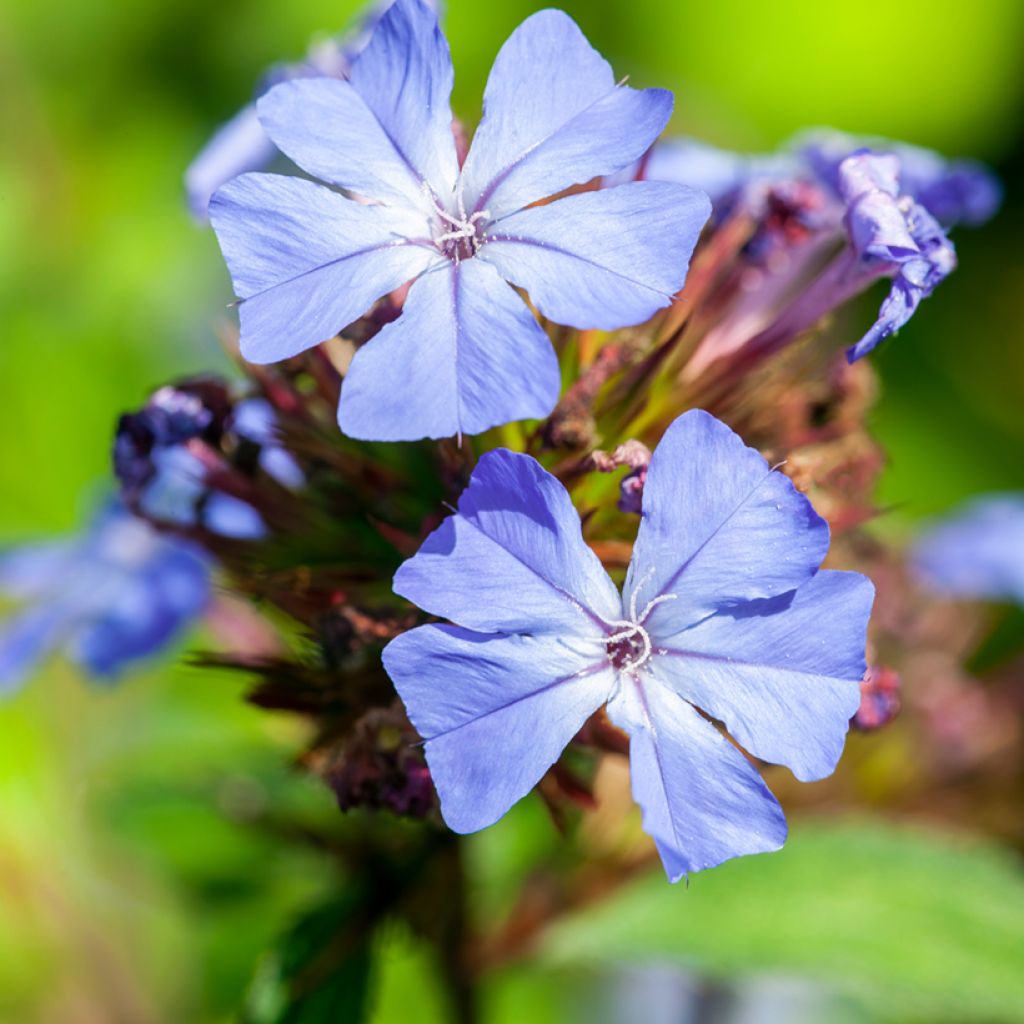 Ceratostigma willmottianum - Dentelaire