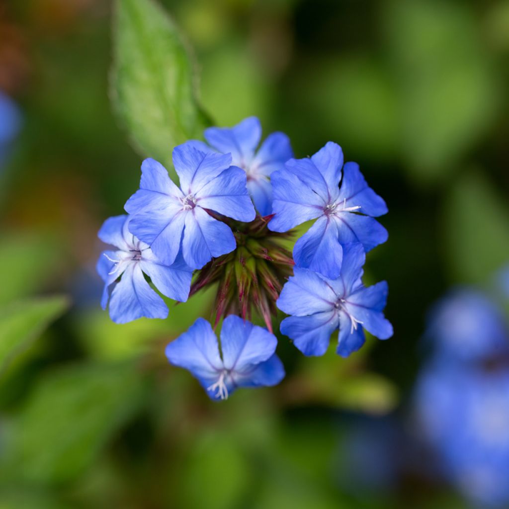 Ceratostigma willmottianum Forest Blue - Plumbago de Willmott