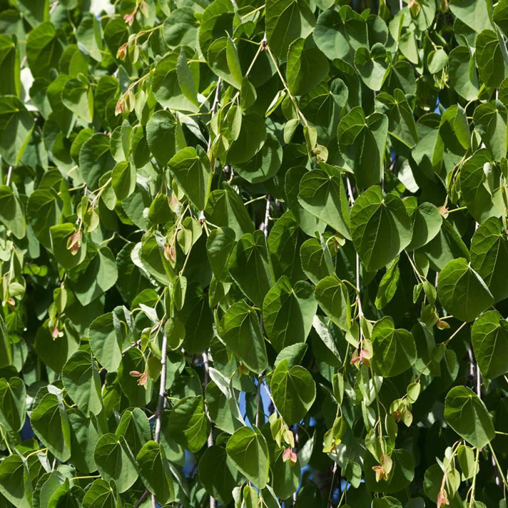 Cercidiphyllum japonicum Pendulum - Arbre à caramel