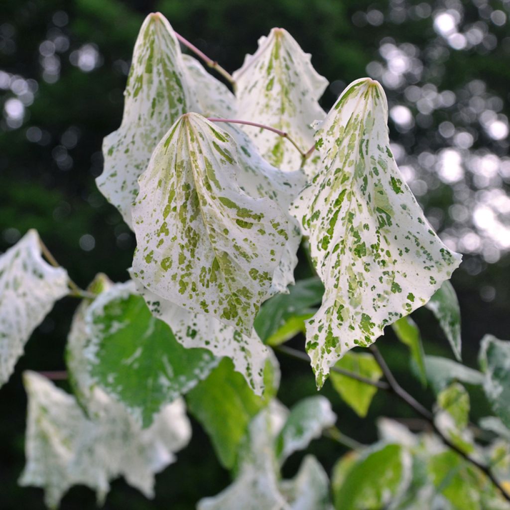 Cercis canadensis Alley Cat - Gainier du Canada 