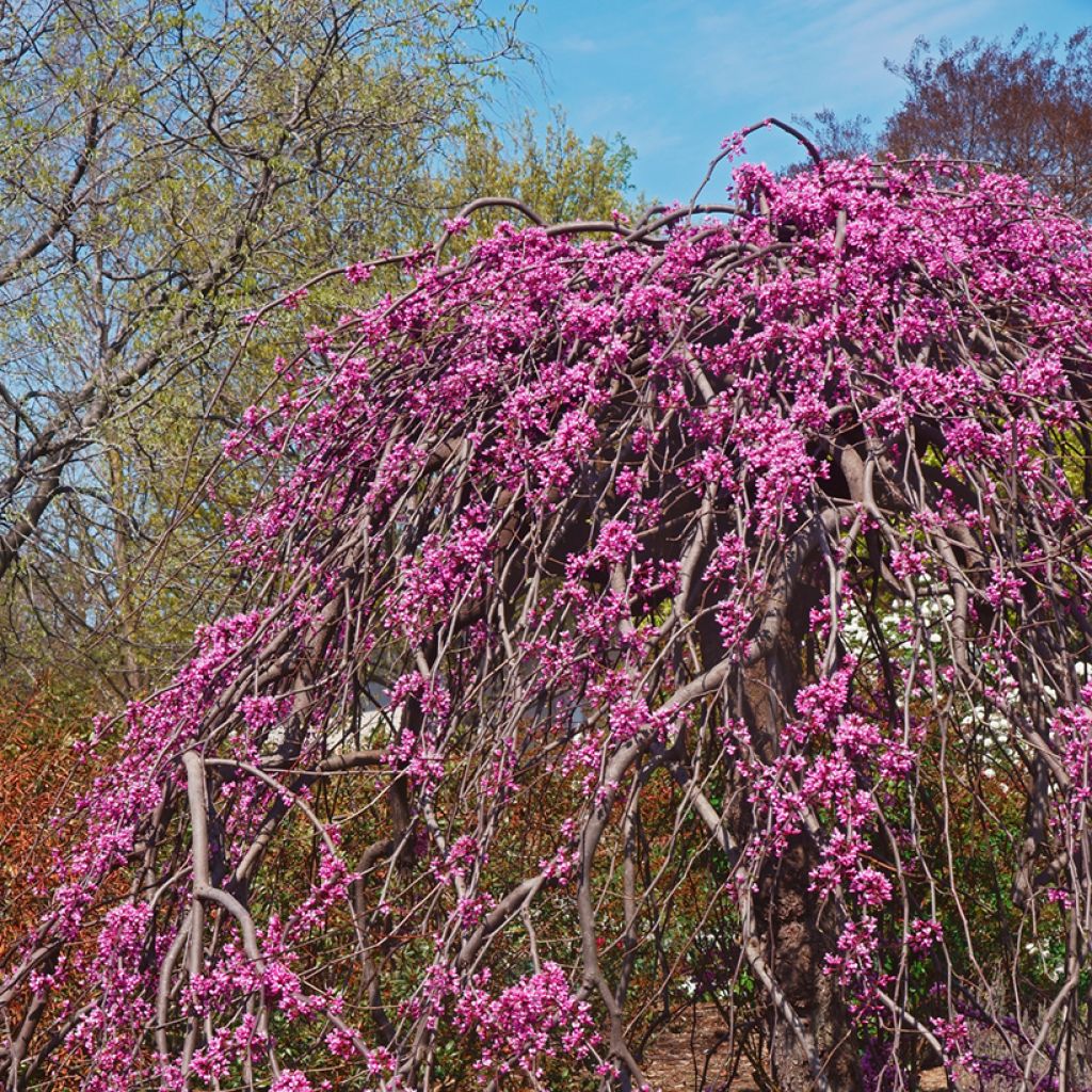 Cercis canadensis Lavender Twist - Gainier du Canada pleureur rose