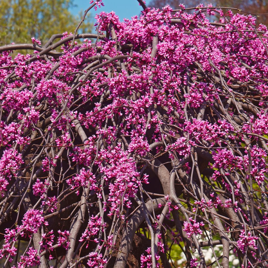 Cercis canadensis Lavender Twist - Gainier du Canada pleureur rose