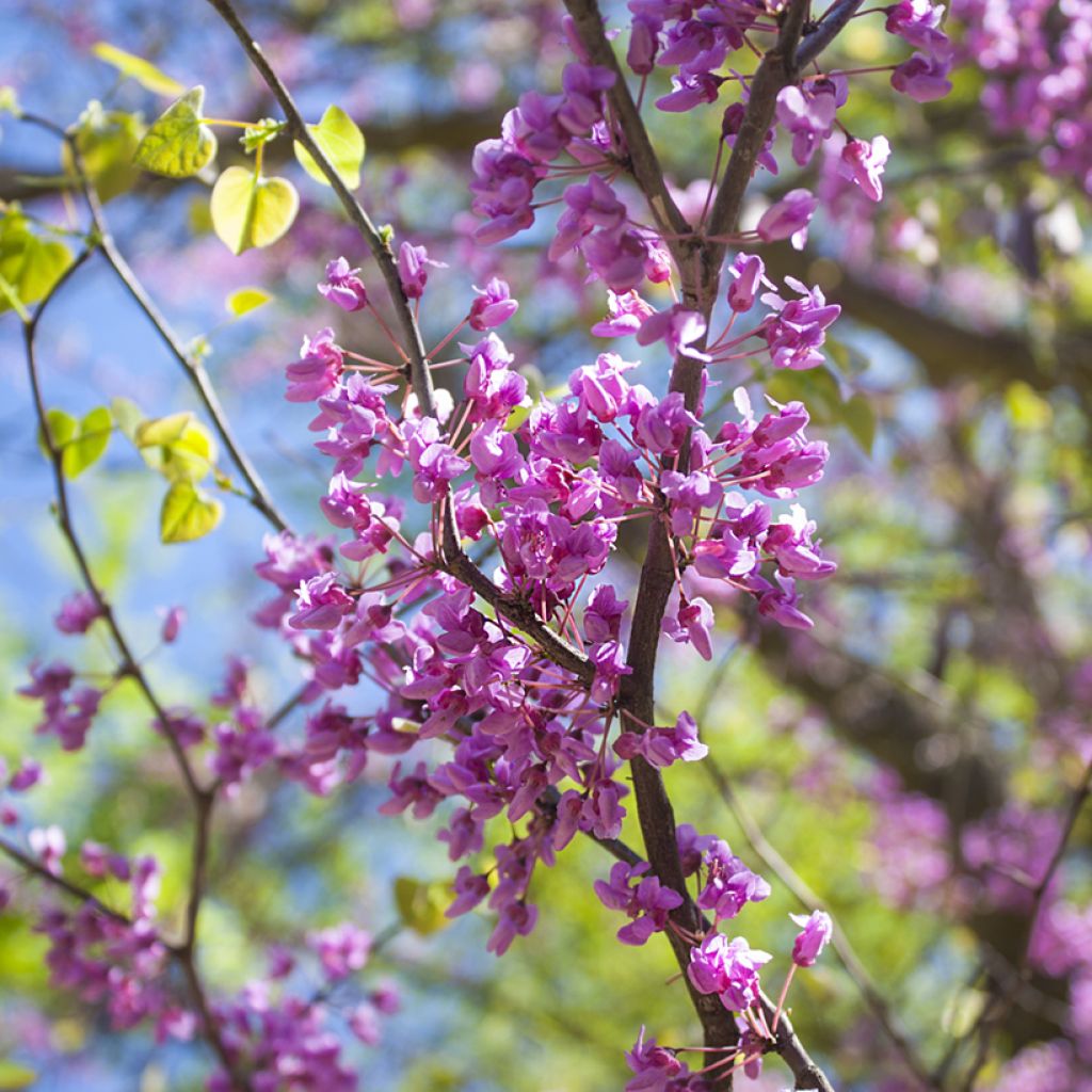 Cercis canadensis - Gainier du Canada