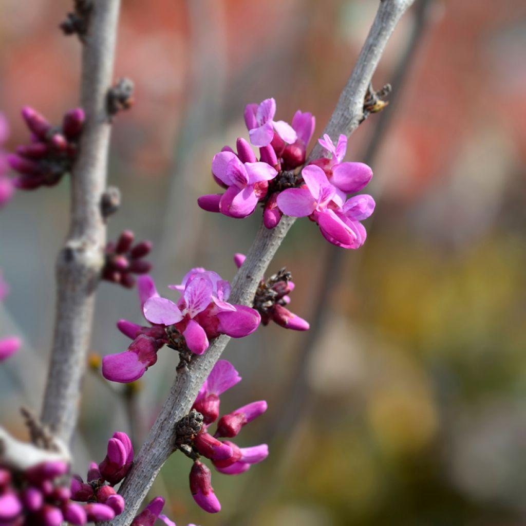 Cercis chinensis Avondale - Arbre de Judée