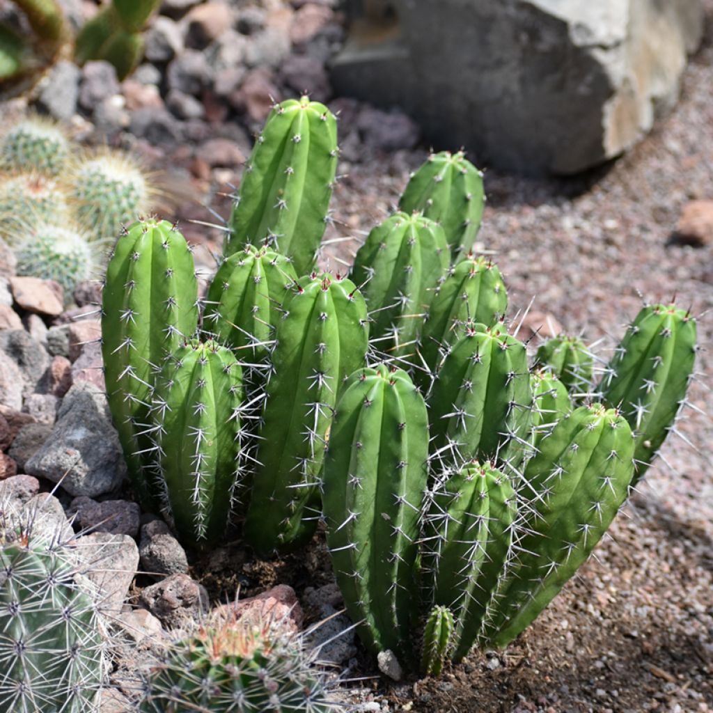 Cereus peruvianus - Cierge du Pérou