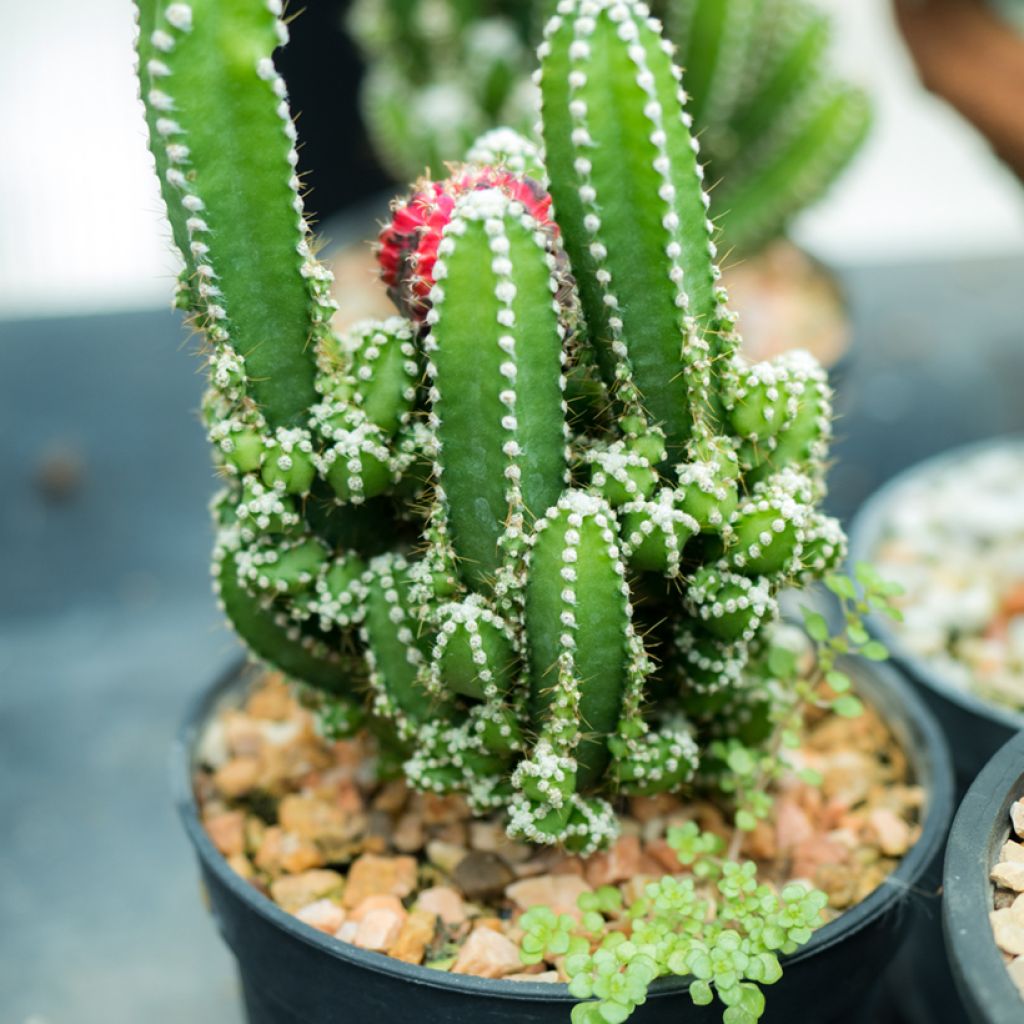 Cereus peruvianus - Cierge du Pérou