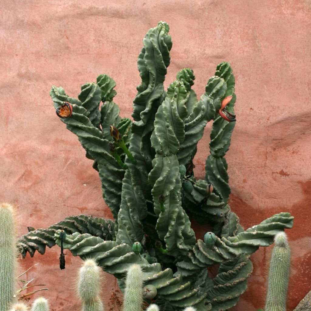 Cereus forbesii Spiralis