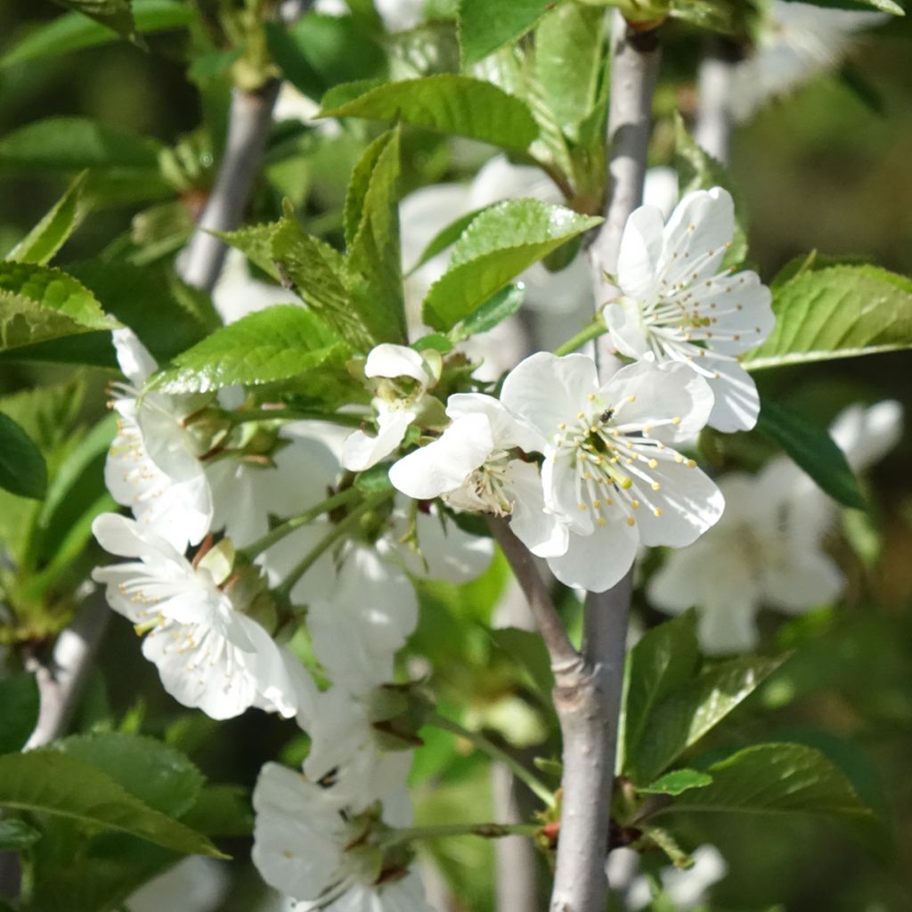 Cerisier Allegria Delbard - Prunus cerasus 