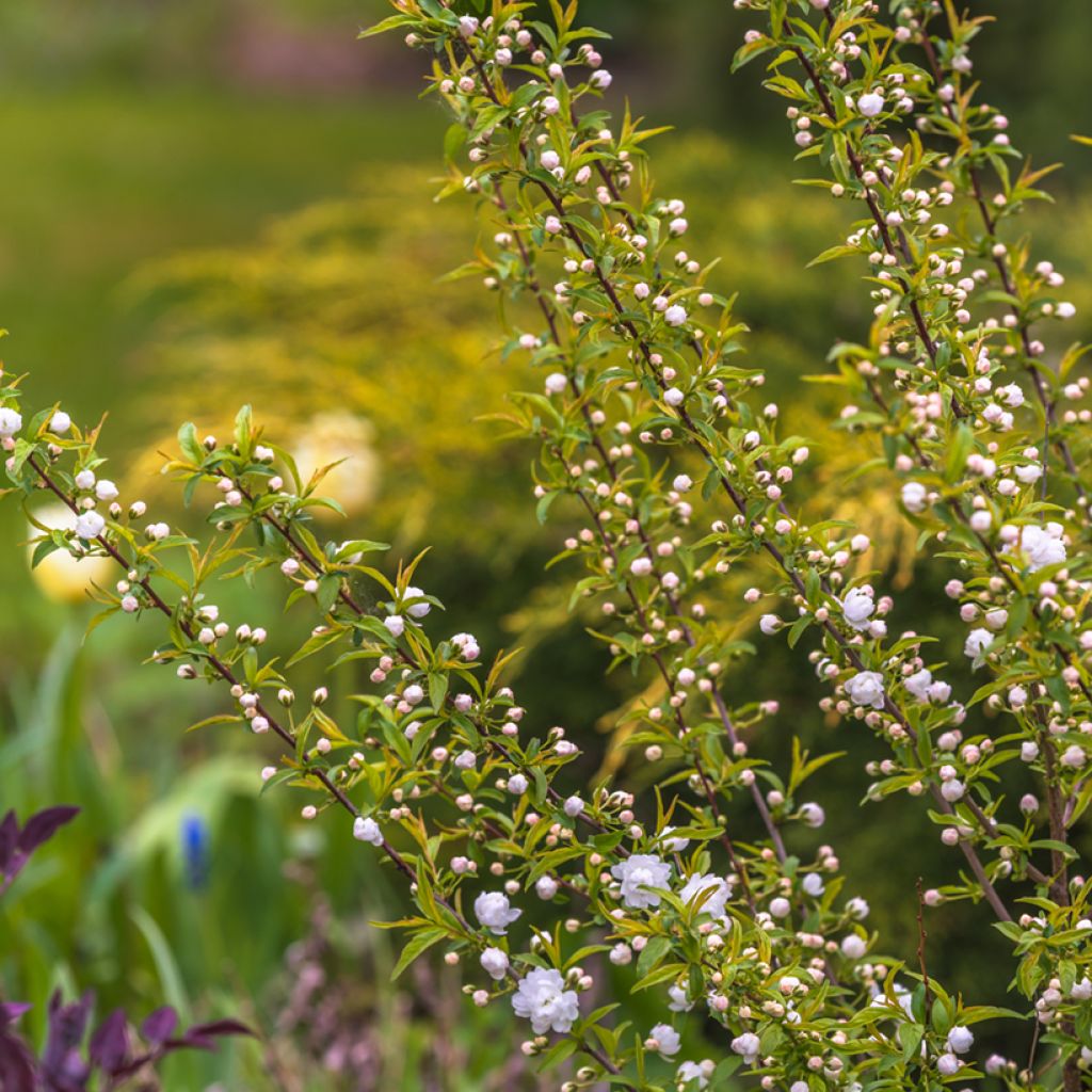 Cerisier à fleur - Prunus glandulosa Alba Plena