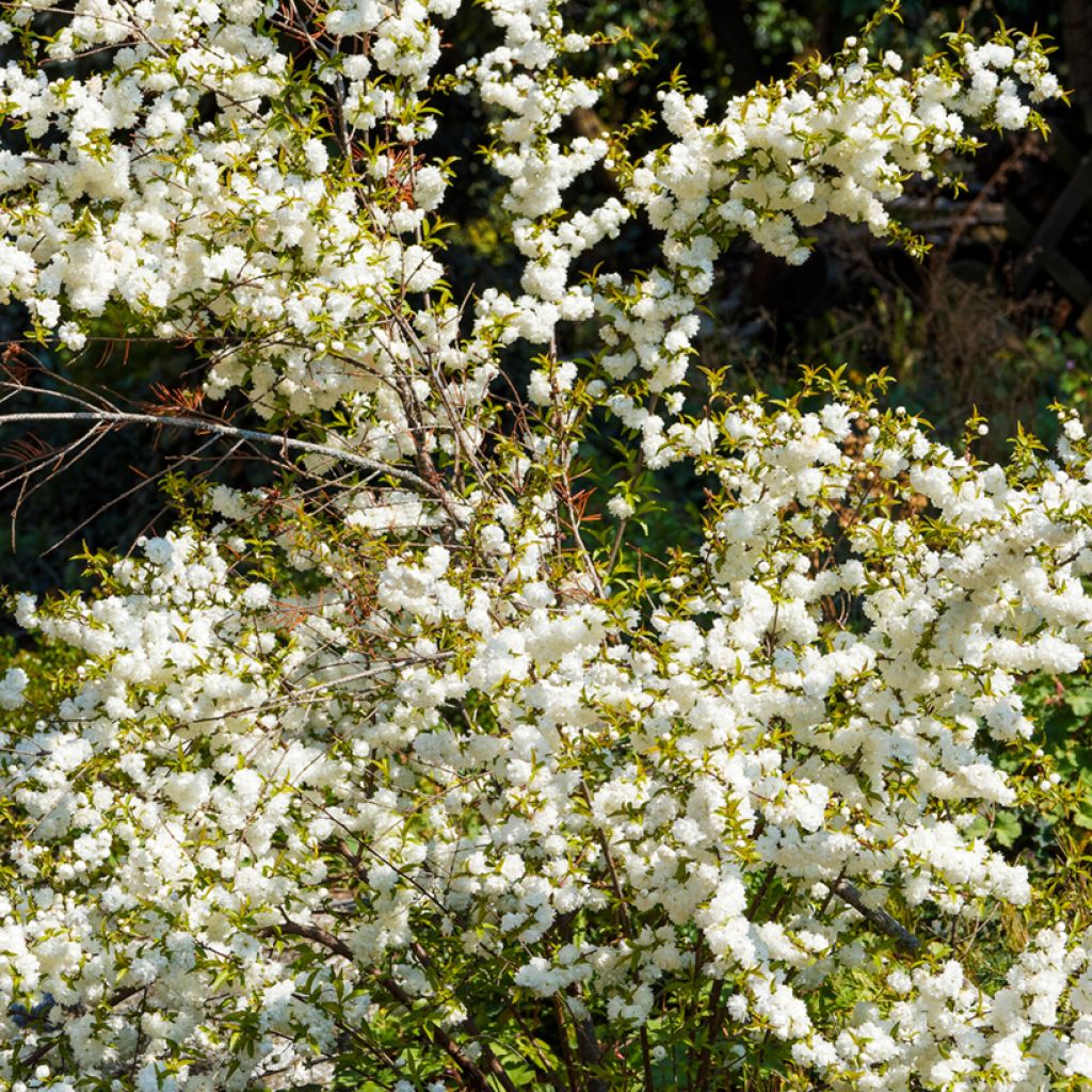 Cerisier à fleur - Prunus glandulosa Alba Plena