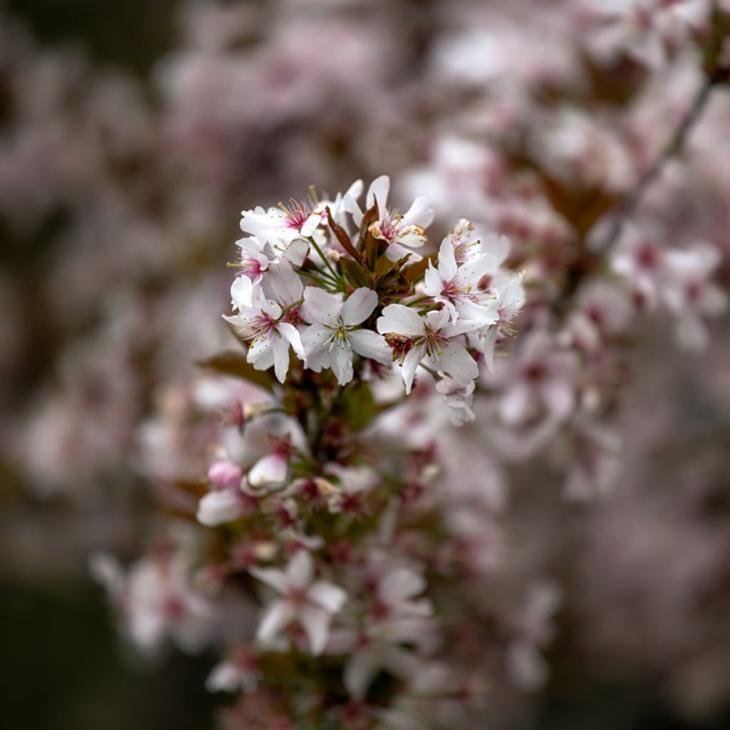 Cerisier à fleurs - Prunus Pandora