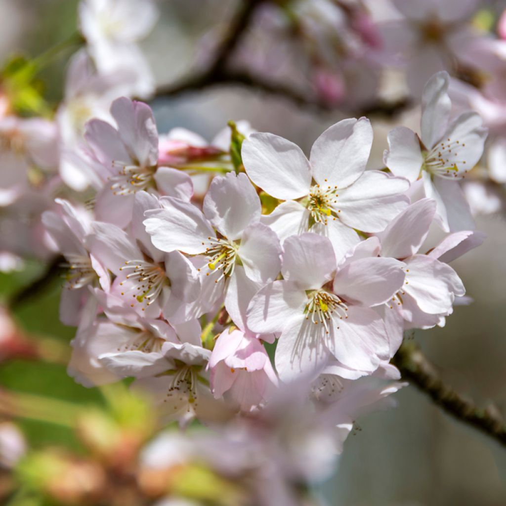 Cerisier à fleurs - Prunus Pandora