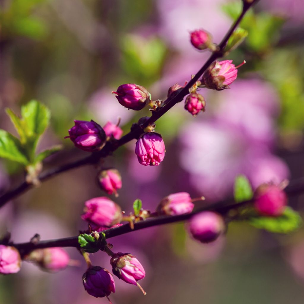 Cerisier à fleurs - Prunus glandulosa Rosea Plena