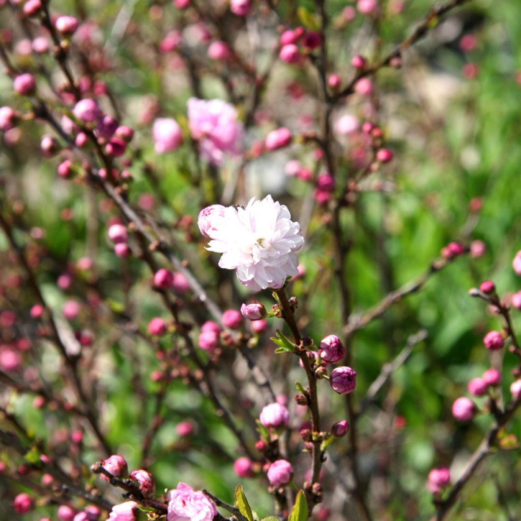 Cerisier à fleurs - Prunus glandulosa Rosea Plena