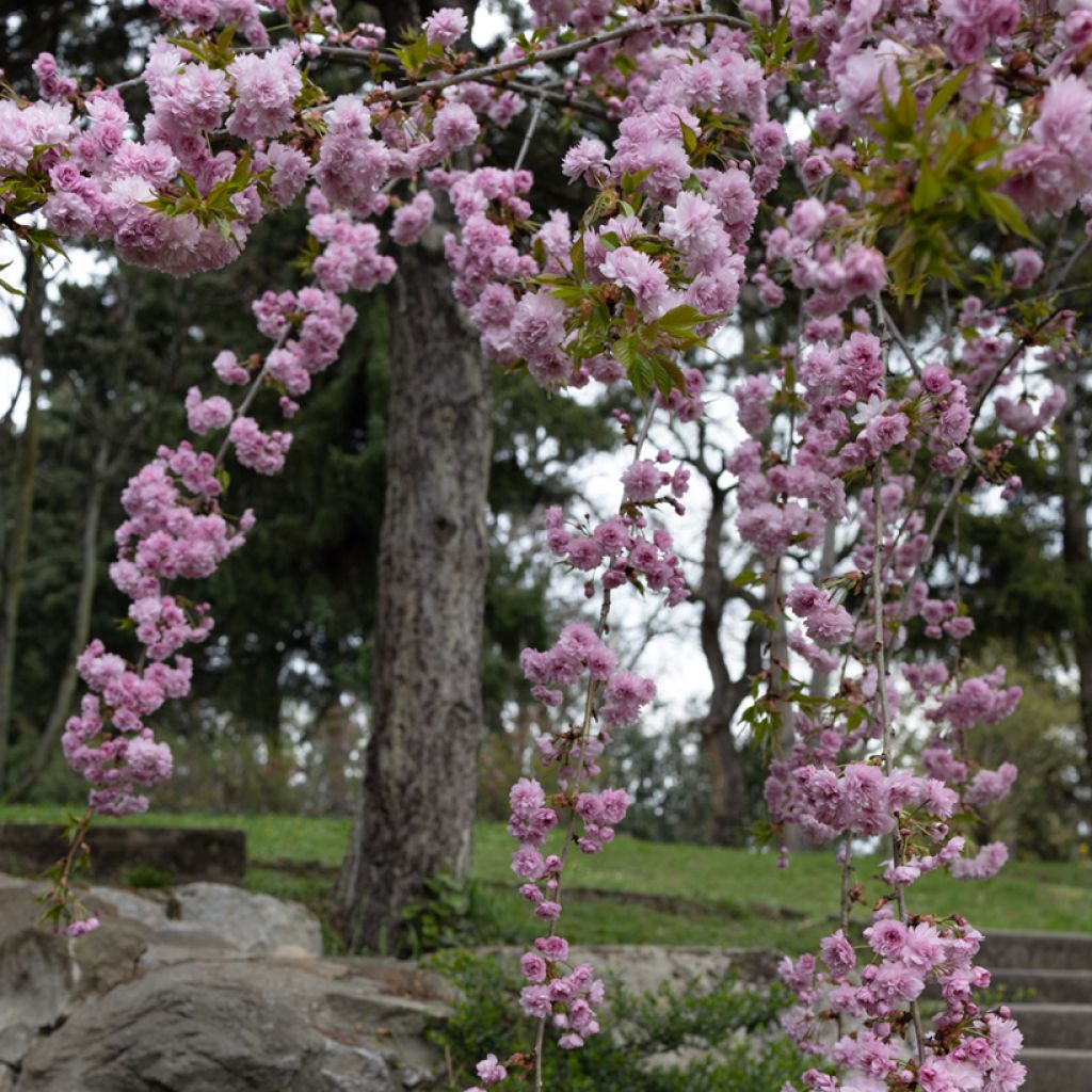 Cerisier à fleurs - Prunus serrulata Kiku Shidare Zakura 