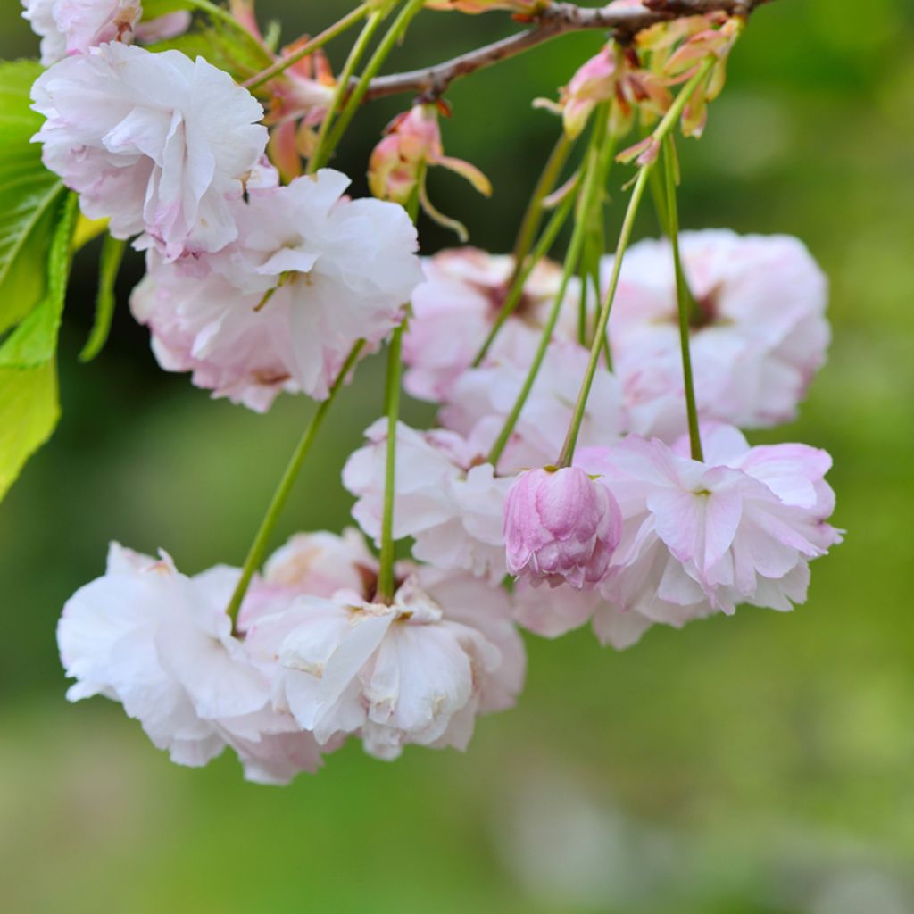 Cerisier à fleurs - Prunus serrulata Shirofugen