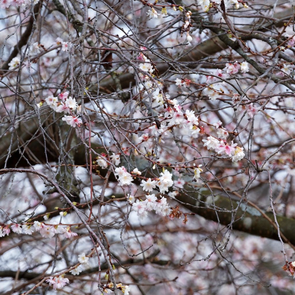 Cerisier à fleurs d'automne - Prunus subhirtella Autumnalis Rosea 