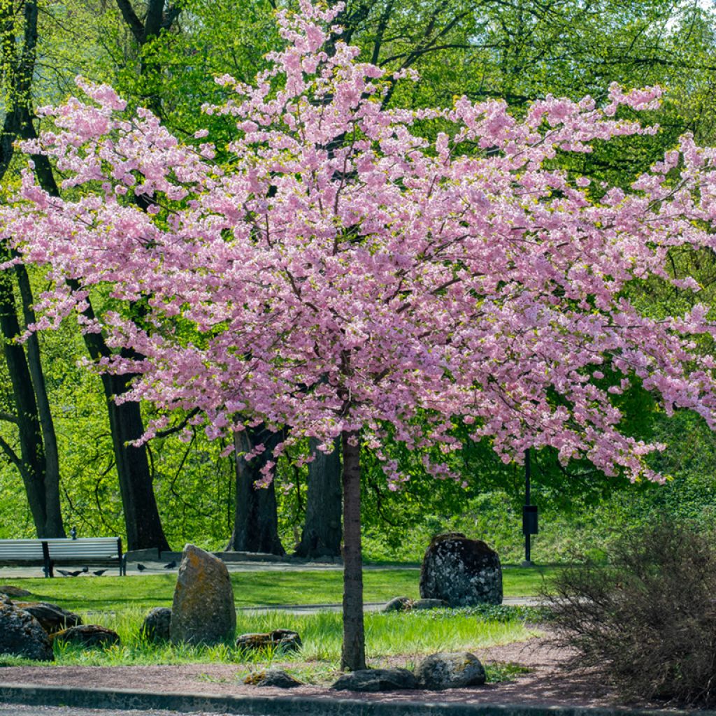 Cerisier à fleurs de Sargent - Prunus sargentii 