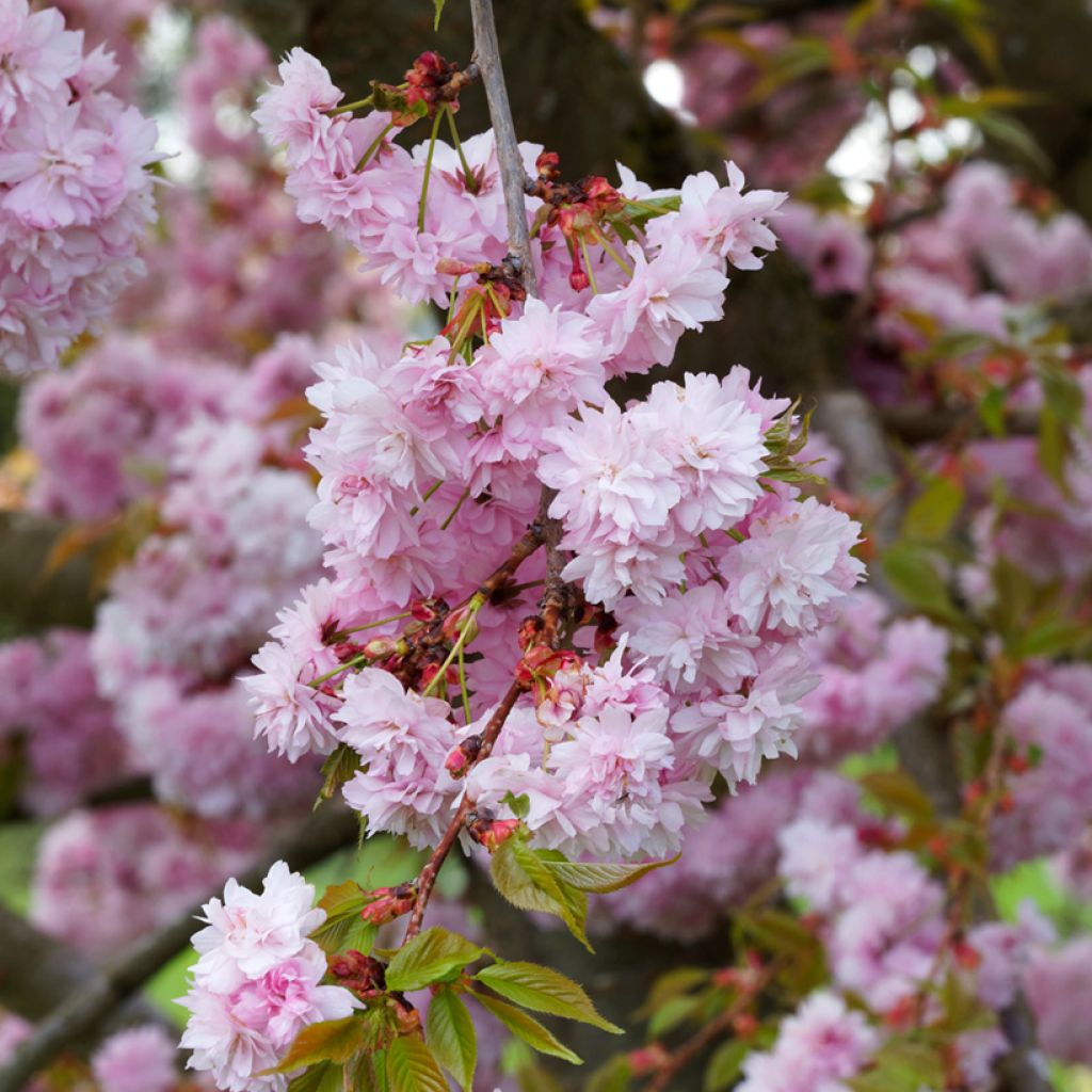 Cerisier à fleurs du Japon - Prunus serrulata Kanzan