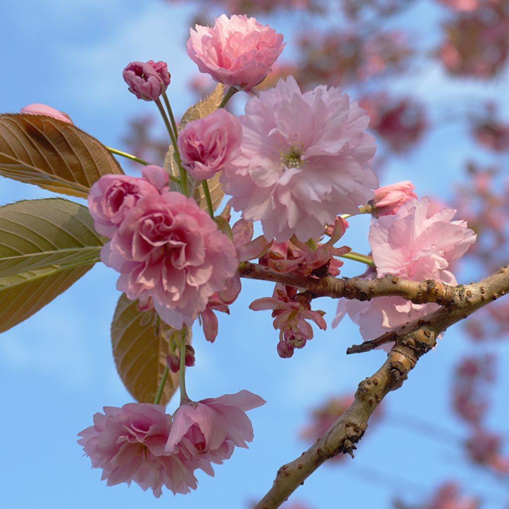 Cerisier à fleurs du Japon - Prunus serrulata Kanzan