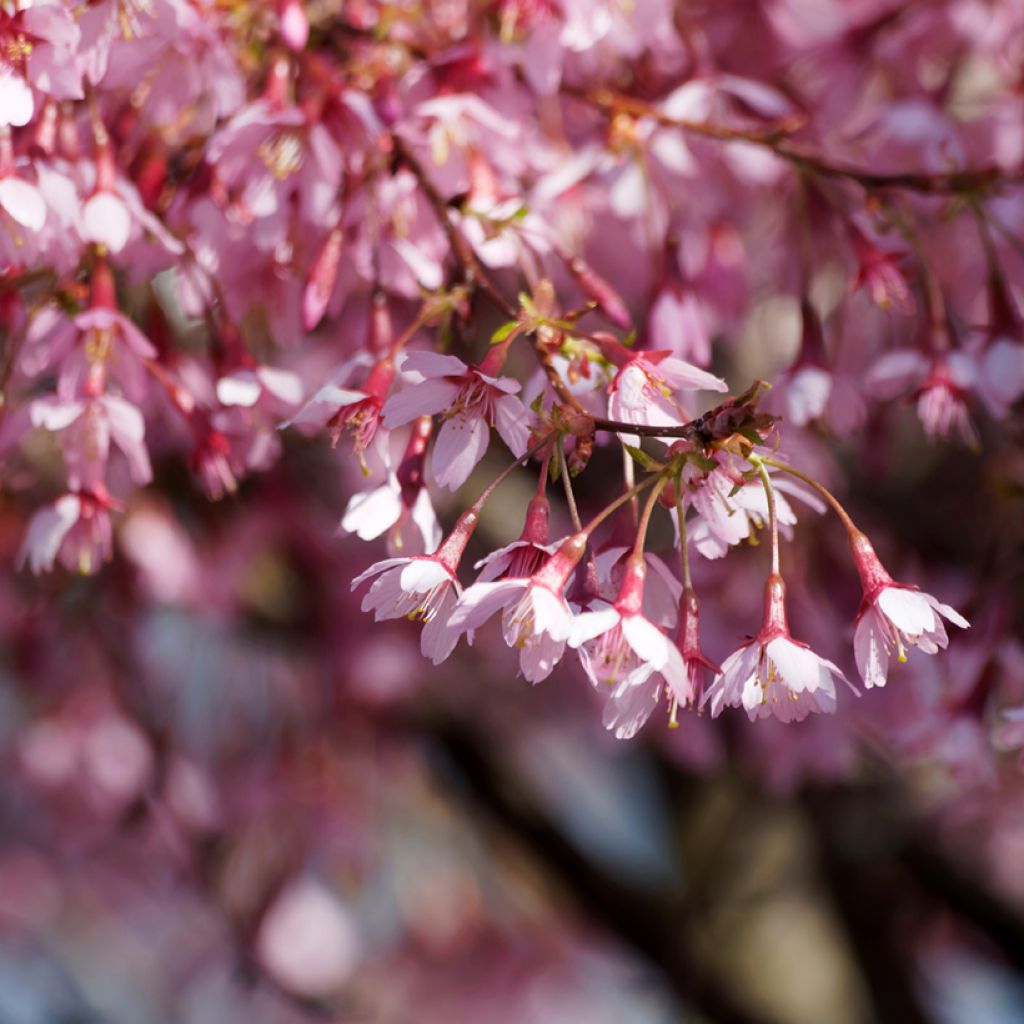 Cerisier à fleurs du Japon nain - Prunus incisa Paean