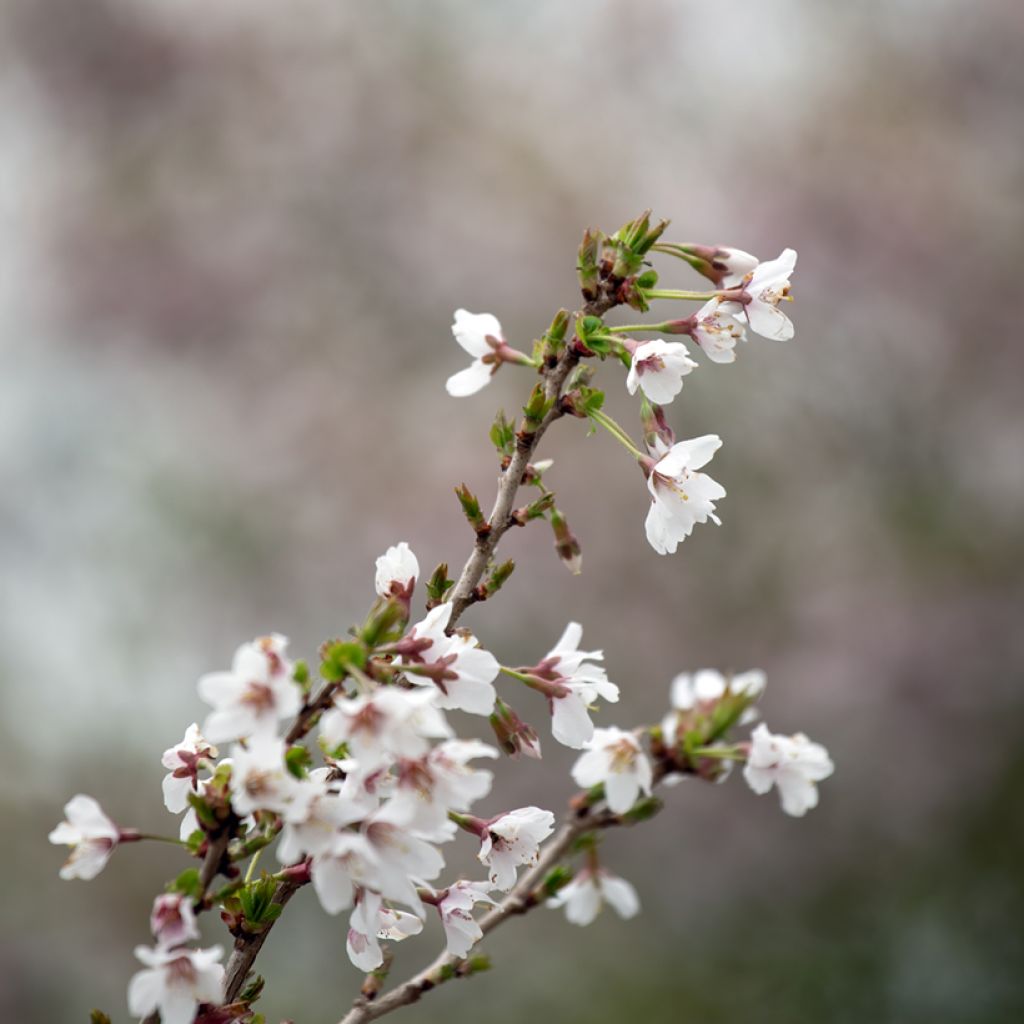 Cerisier à fleurs nain du Japon - Prunus incisa Kojo no mai