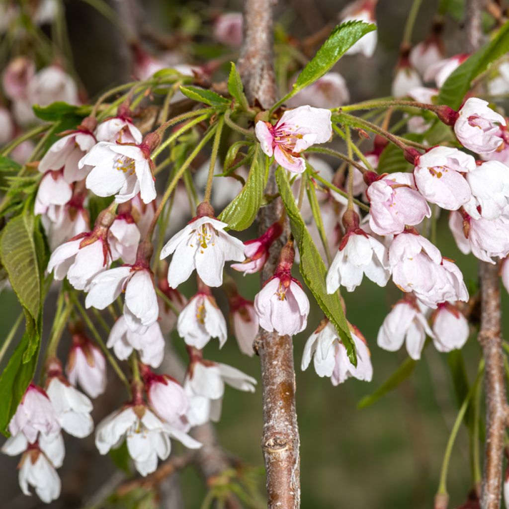 Cerisier à fleurs pleureur - Prunus yedoensis Shidare Yoshino
