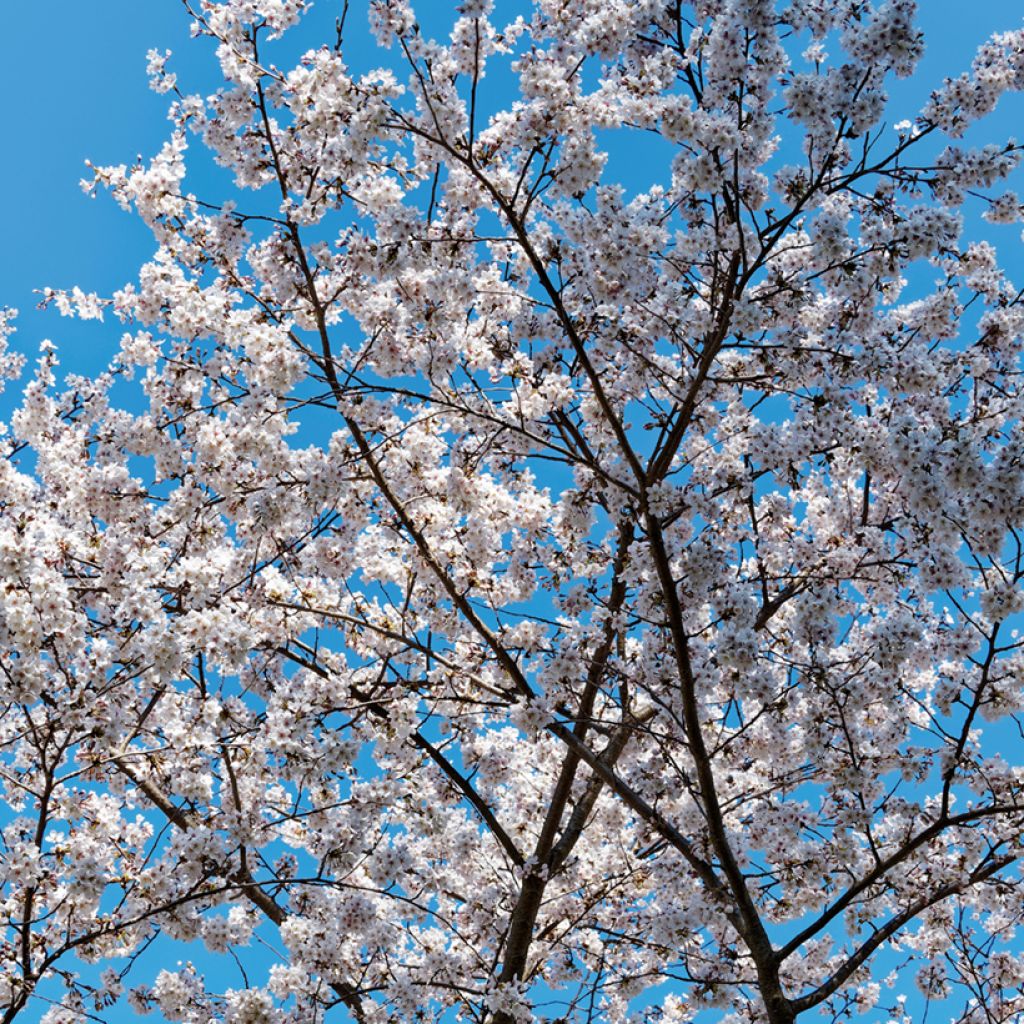 Cerisier à fleurs pleureur - Prunus yedoensis Shidare Yoshino