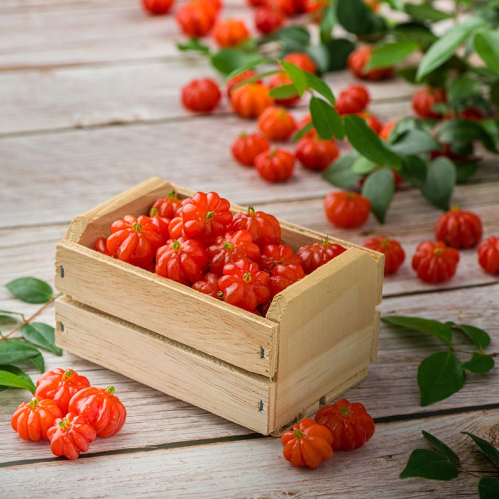 Cerisier de Cayenne - Eugenia uniflora