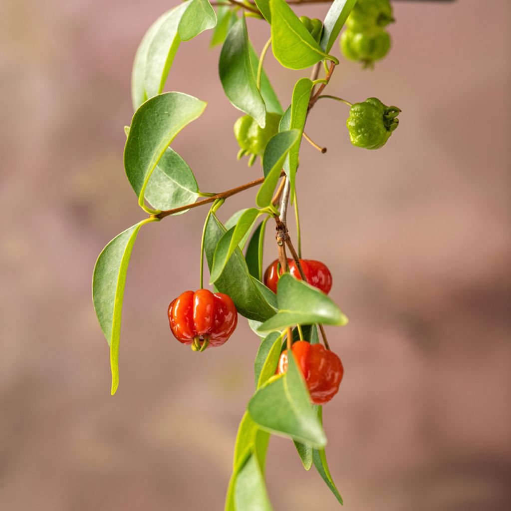 Cerisier de Cayenne - Eugenia uniflora