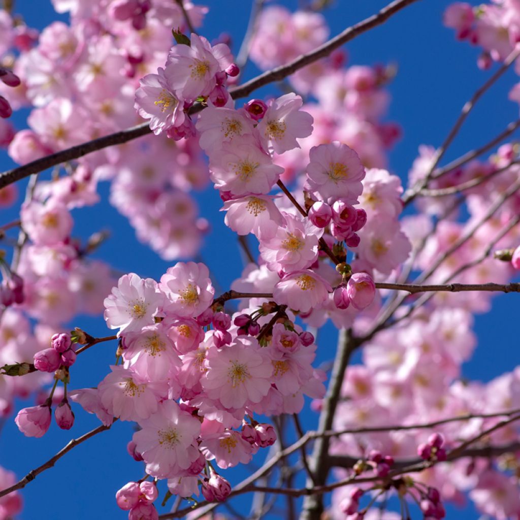 Cerisier du Japon - Prunus Accolade