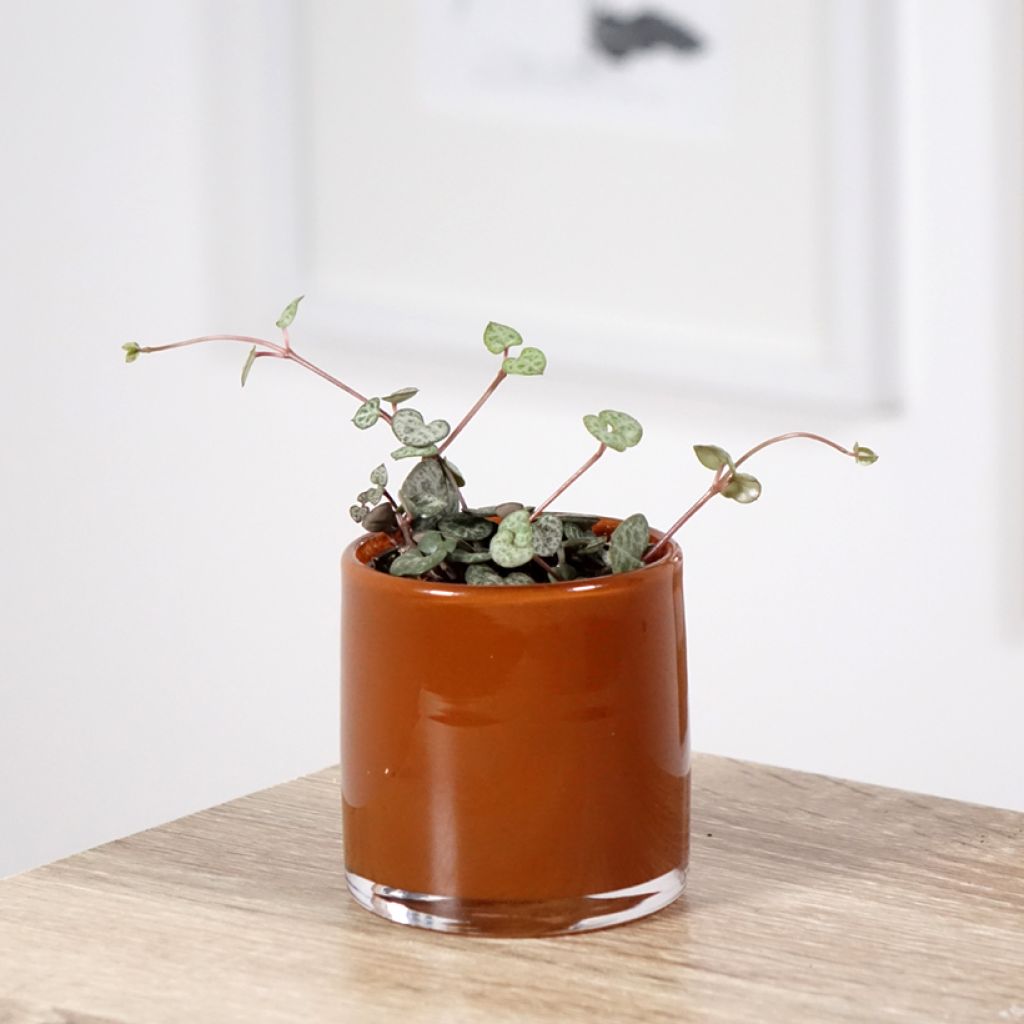 Ceropegia woodii - Chaîne des cœurs