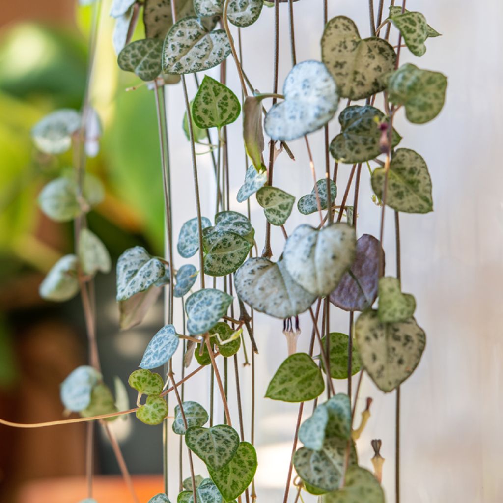 Ceropegia woodii - Chaîne des cœurs