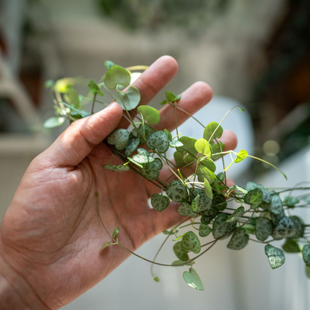 Ceropegia woodii - Chaîne des cœurs