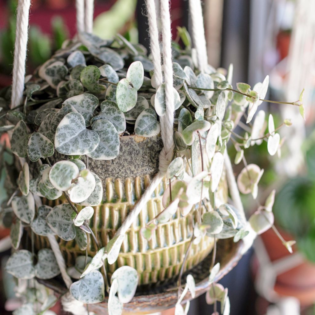 Ceropegia woodii Variegata - Chaîne des coeurs