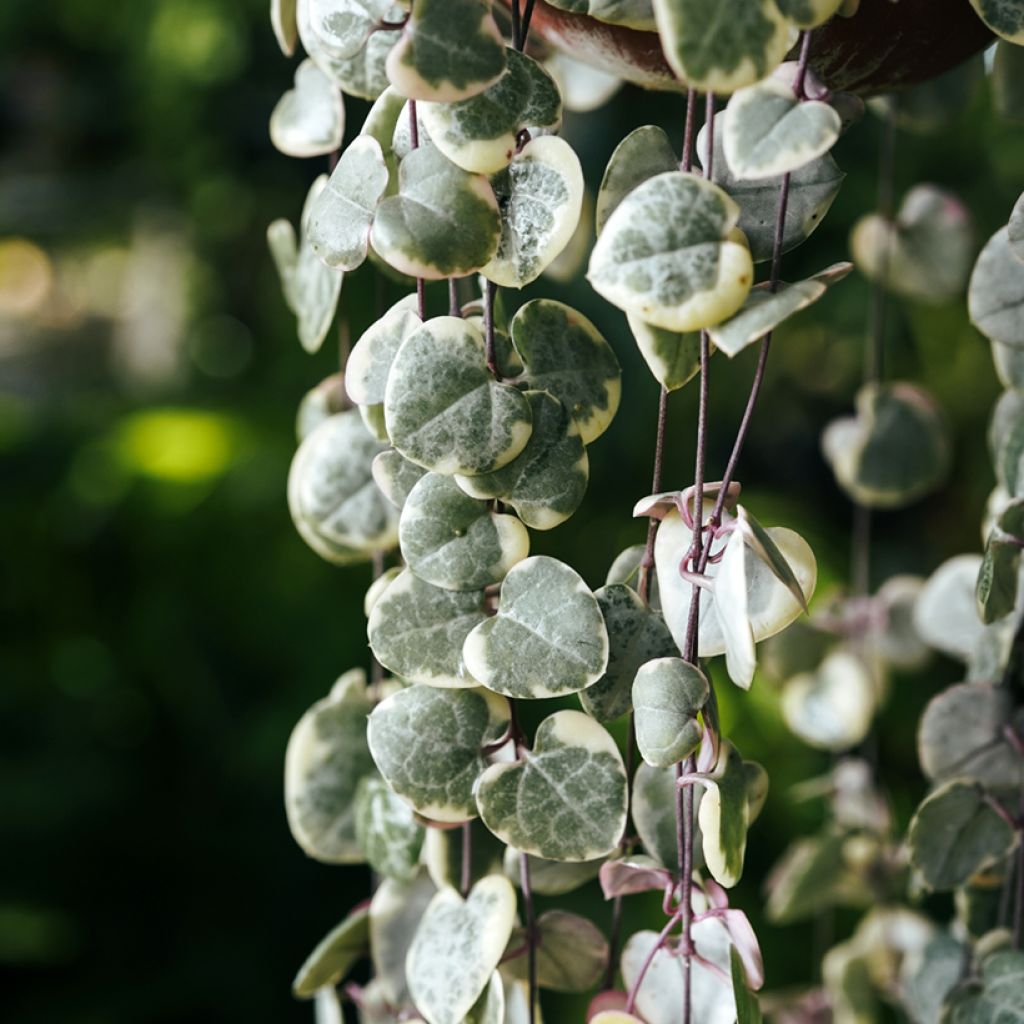Ceropegia woodii Variegata - Chaîne des coeurs