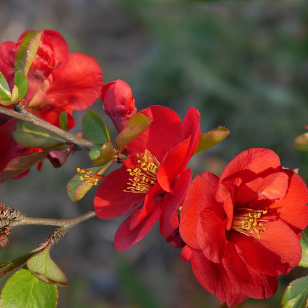 Chaenomeles superba Nicoline - Chaenomeles superba
