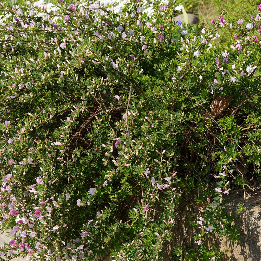 Chamaecytisus purpureus - Genêt pourpre