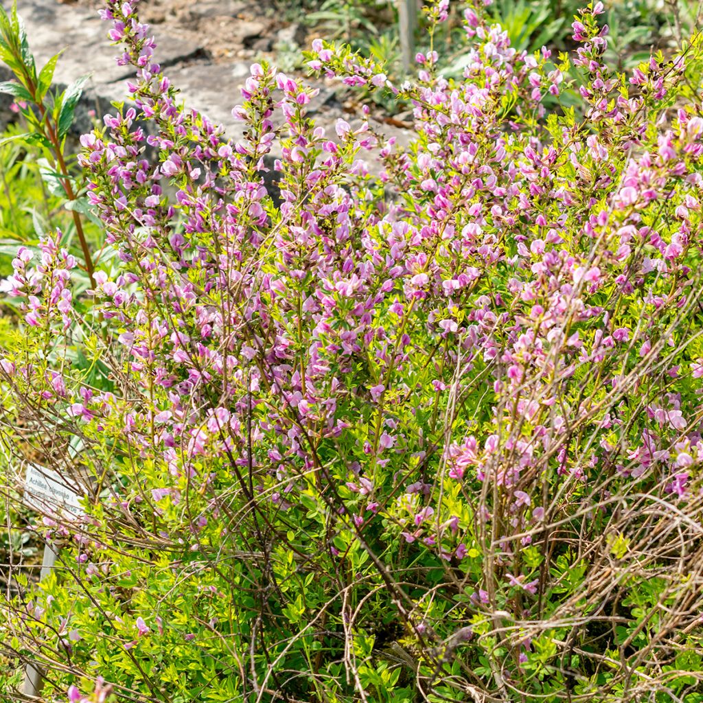 Chamaecytisus purpureus - Genêt pourpre