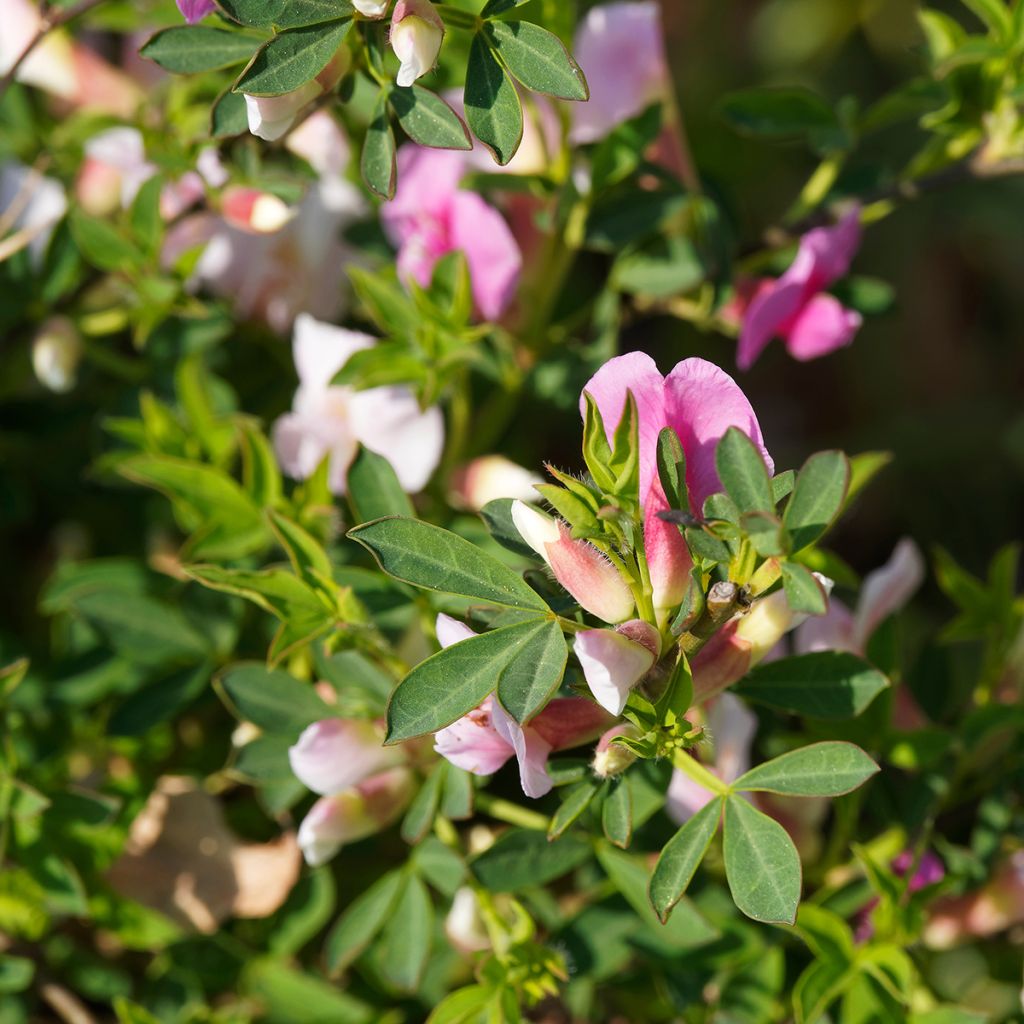 Chamaecytisus purpureus - Genêt pourpre