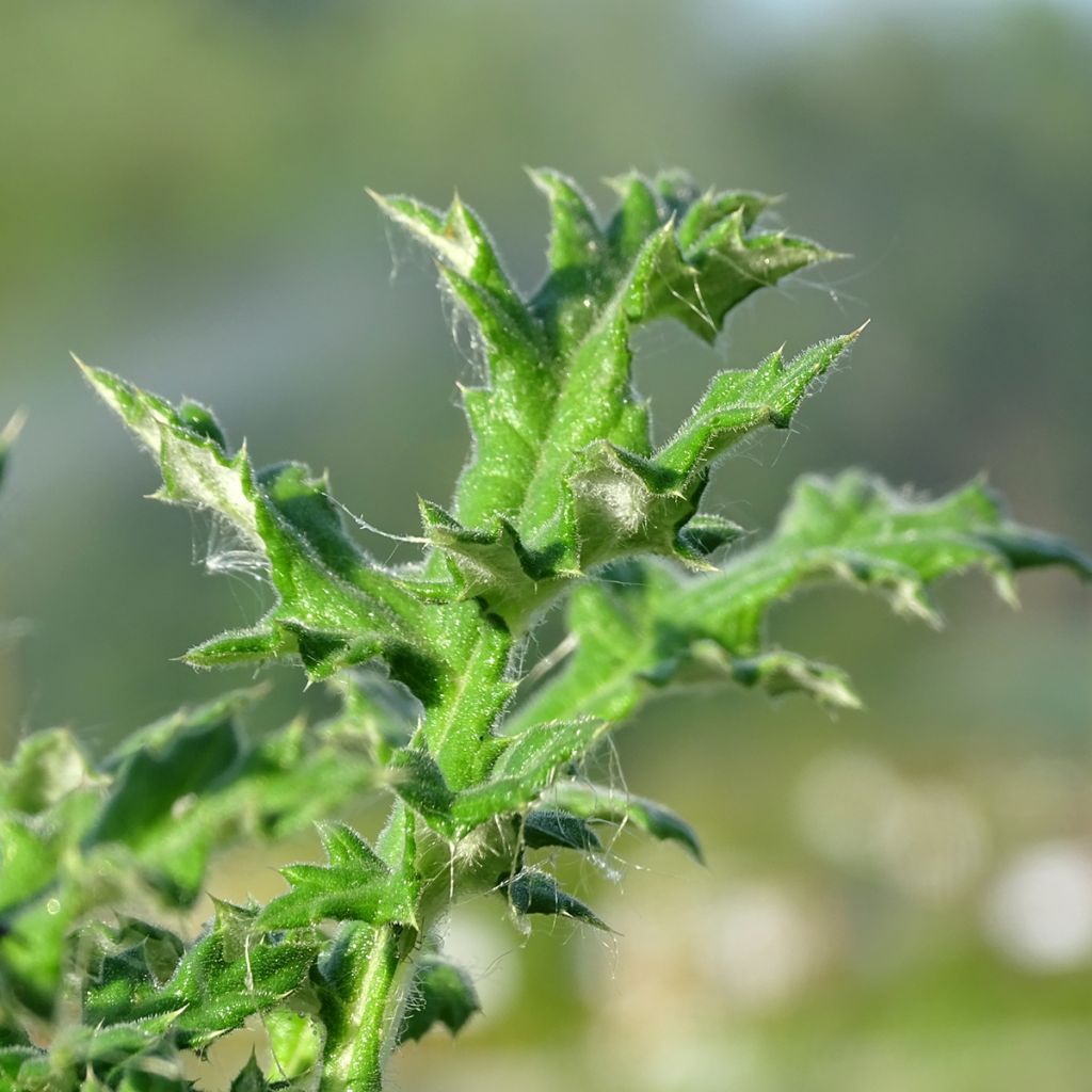 Chardon boule - Echinops sphaerocephalus Arctic Glow