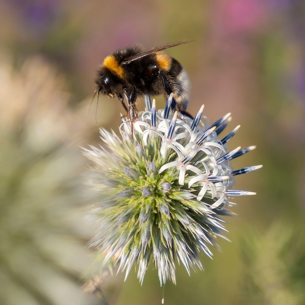 Chardon boule - Echinops sphaerocephalus Arctic Glow