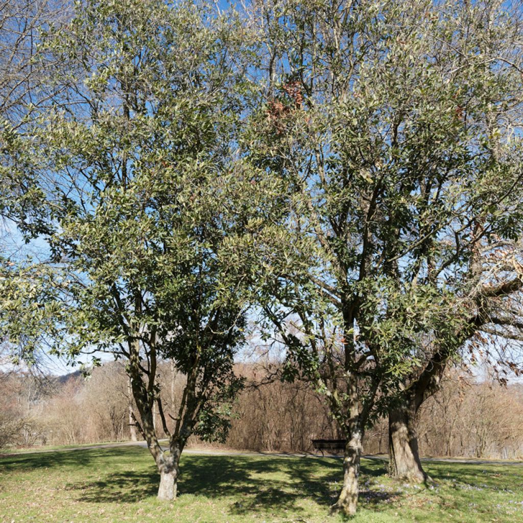 Chêne de Turner - Quercus turneri pseudoturneri