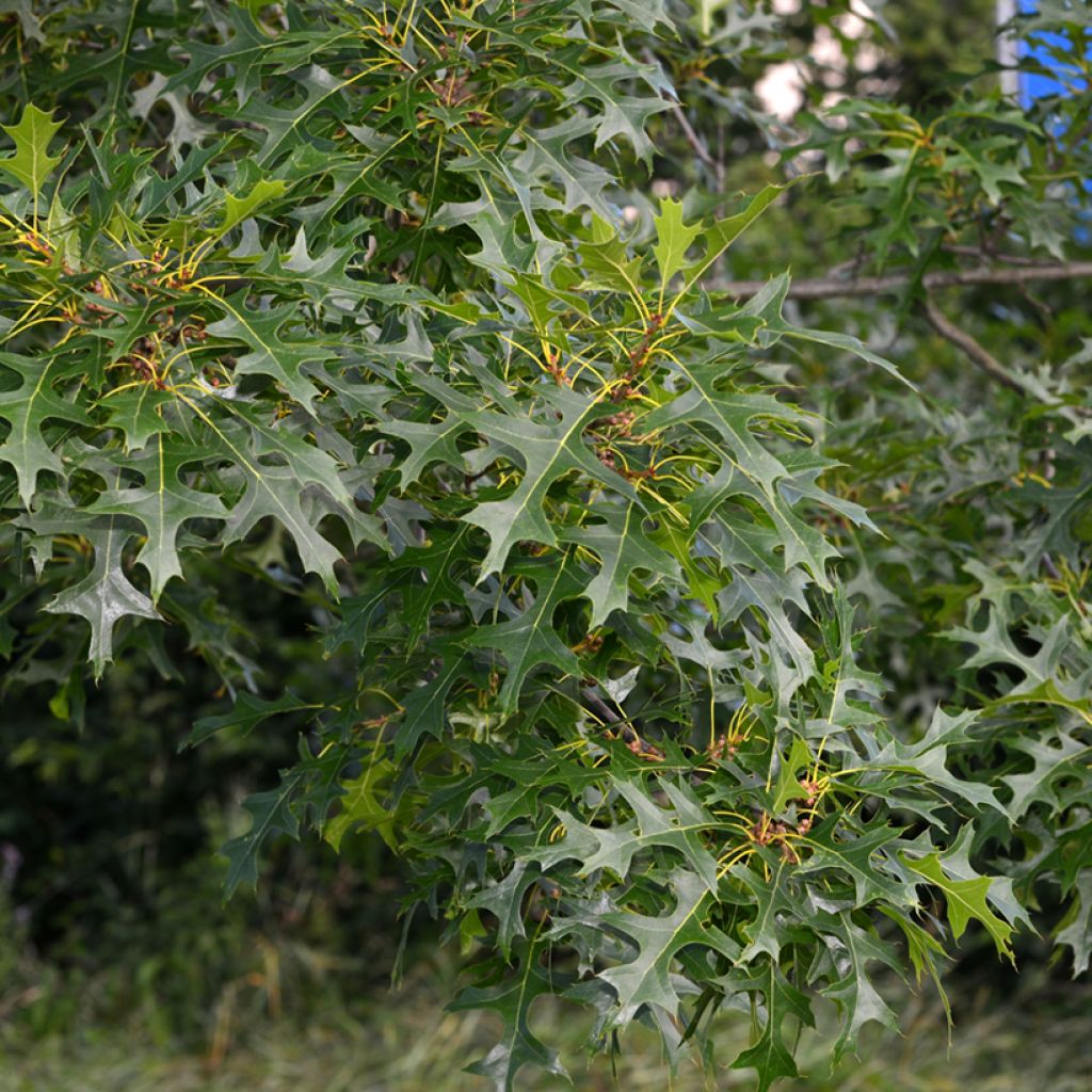 Chêne des marais - Quercus palustris